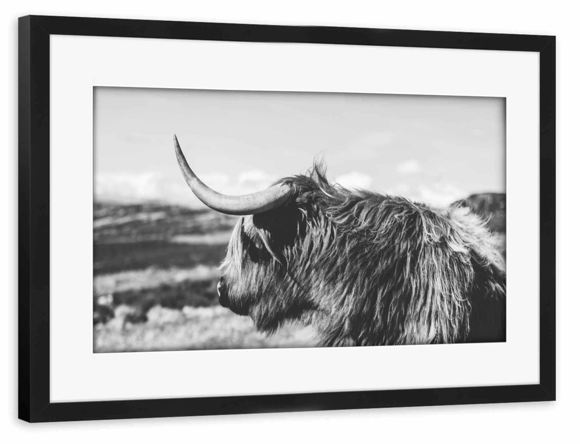 Poster mit Rahmen schwarz "HIGHLAND COW PHOTOGRAPHY" artboxONE - Tiere,Schwarzweiß - Highland cow