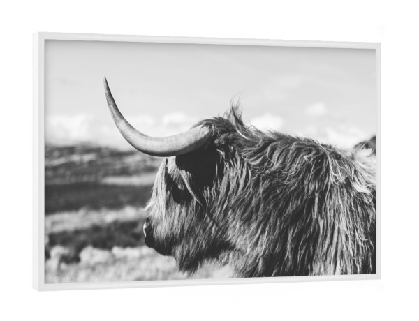 Poster mit weißem Rahmen "HIGHLAND COW PHOTOGRAPHY" artboxONE - Tiere,Schwarzweiß - Highland cow