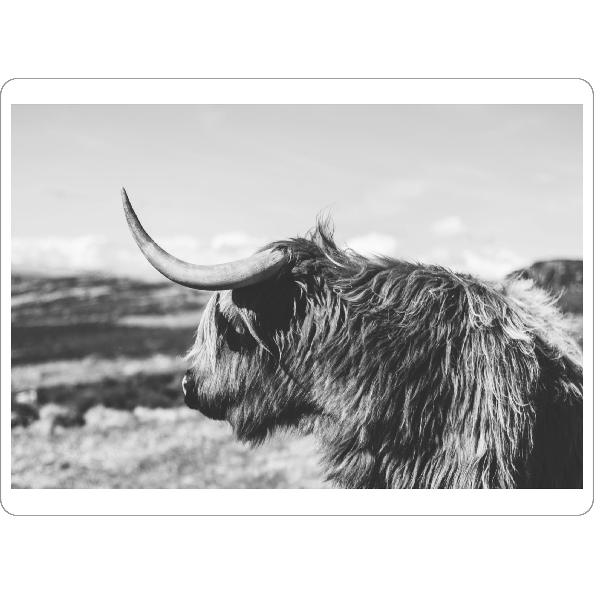 Tischset "HIGHLAND COW PHOTOGRAPHY" artboxONE - Tiere,Schwarzweiß - Highland cow - Bild highland cow