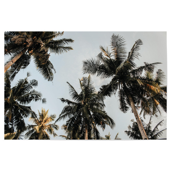 Poster "Tropical Coconut Palm Tree" artboxONE - Natur,Reise / Strand und Meer - Palm,Palme,Summer