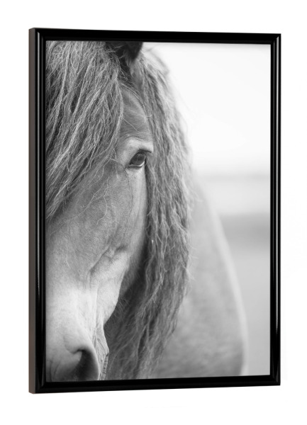 Poster mit schwarzem Rahmen "Portrait of Black and White Horse" artboxONE - Tiere,Schwarzweiß - Horse,Pferd
