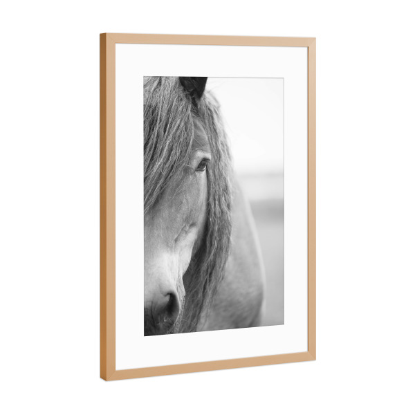 Poster mit Rahmen Kupfer "Portrait of Black and White Horse" artboxONE - Tiere,Schwarzweiß - Horse,Pferd