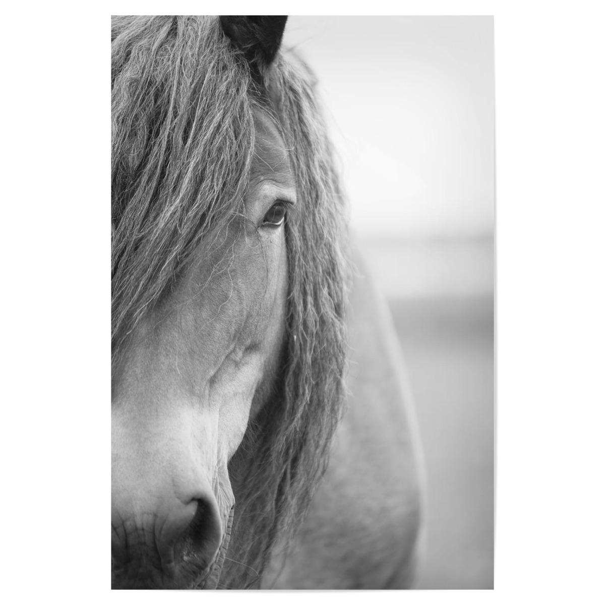 Portrait of Black and White Horse als Poster bei artboxONE kaufen