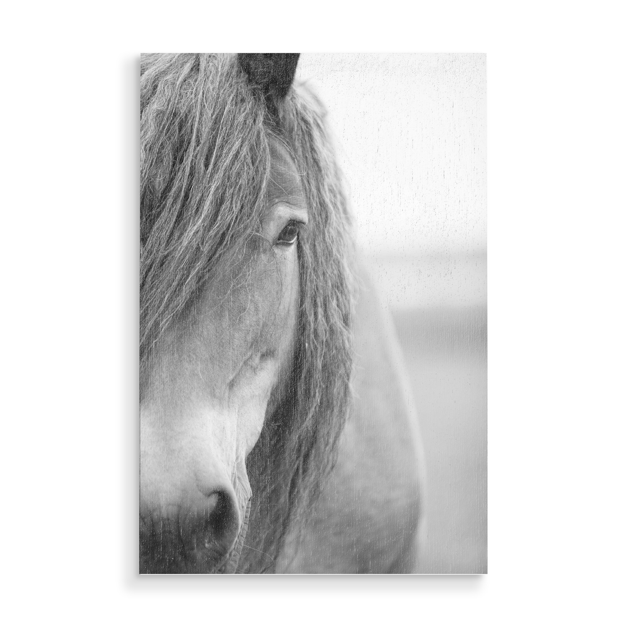 Holzbild "Portrait of Black and White Horse" artboxONE - Tiere,Schwarzweiß - Horse,Pferd