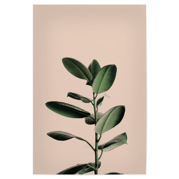 Poster "Tropical Plant" artboxONE - Natur,Floral - Leaf,Leaves,Plant,Pflanze,Blatt,Blätter