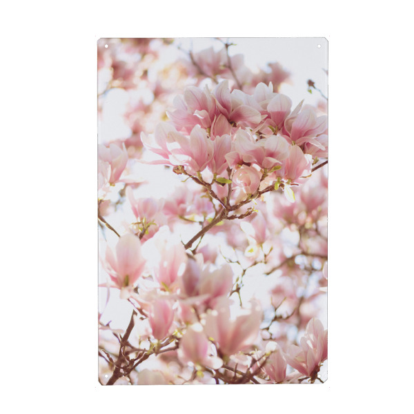 Metall Poster "Magnolienblüten" artboxONE - Natur,Floral - Magnolie,Magnolia,Blossom,Blüte,Flower,Blume - Blechschild