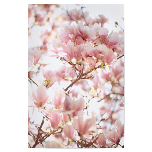 Poster 30x20 cm "Magnolienblüten" artboxONE - Natur,Floral - Magnolie,Magnolia,Blossom,Blüte,Flower,Blume