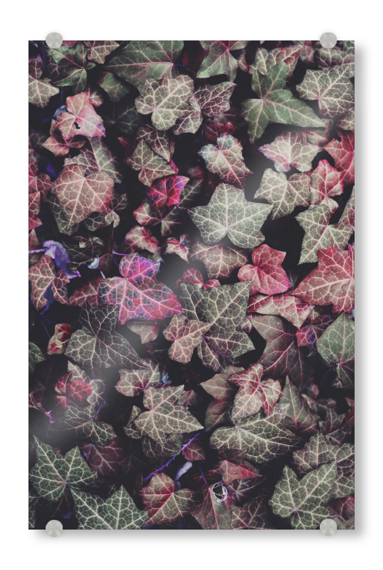 Acrylglasbild "Efeublätter" artboxONE - Natur,Floral - Efeu,Ivy,Leaf,Leaves,Blatt,Blätter
