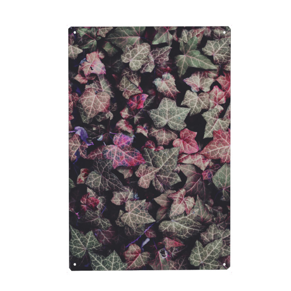Metall Poster "Efeublätter" artboxONE - Natur,Floral - Efeu,Ivy,Leaf,Leaves,Blatt,Blätter - Blechschild
