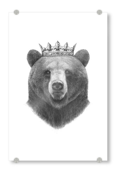 Acrylglasbild "King bear" artboxONE - Tiere,Schwarzweiß - Bear,Bär,Krone,King
