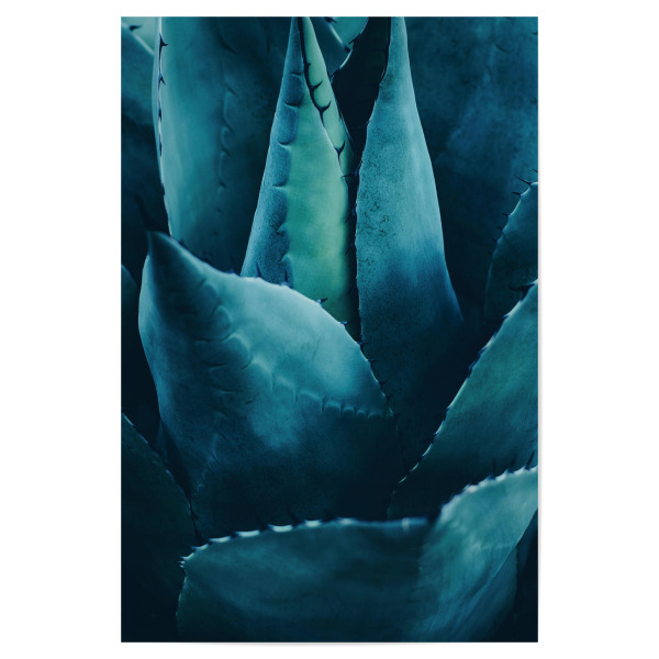Poster "Dark Cactus" artboxONE - Natur,Floral - Kaktus,Cactus,Succulent,Sukkulente