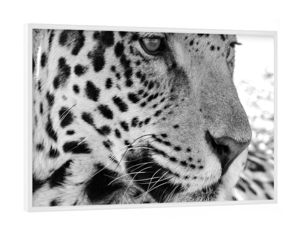 Poster mit weißem Rahmen "Jaguar Portrait" artboxONE - Tiere,Schwarzweiß - Afrika,Leopard