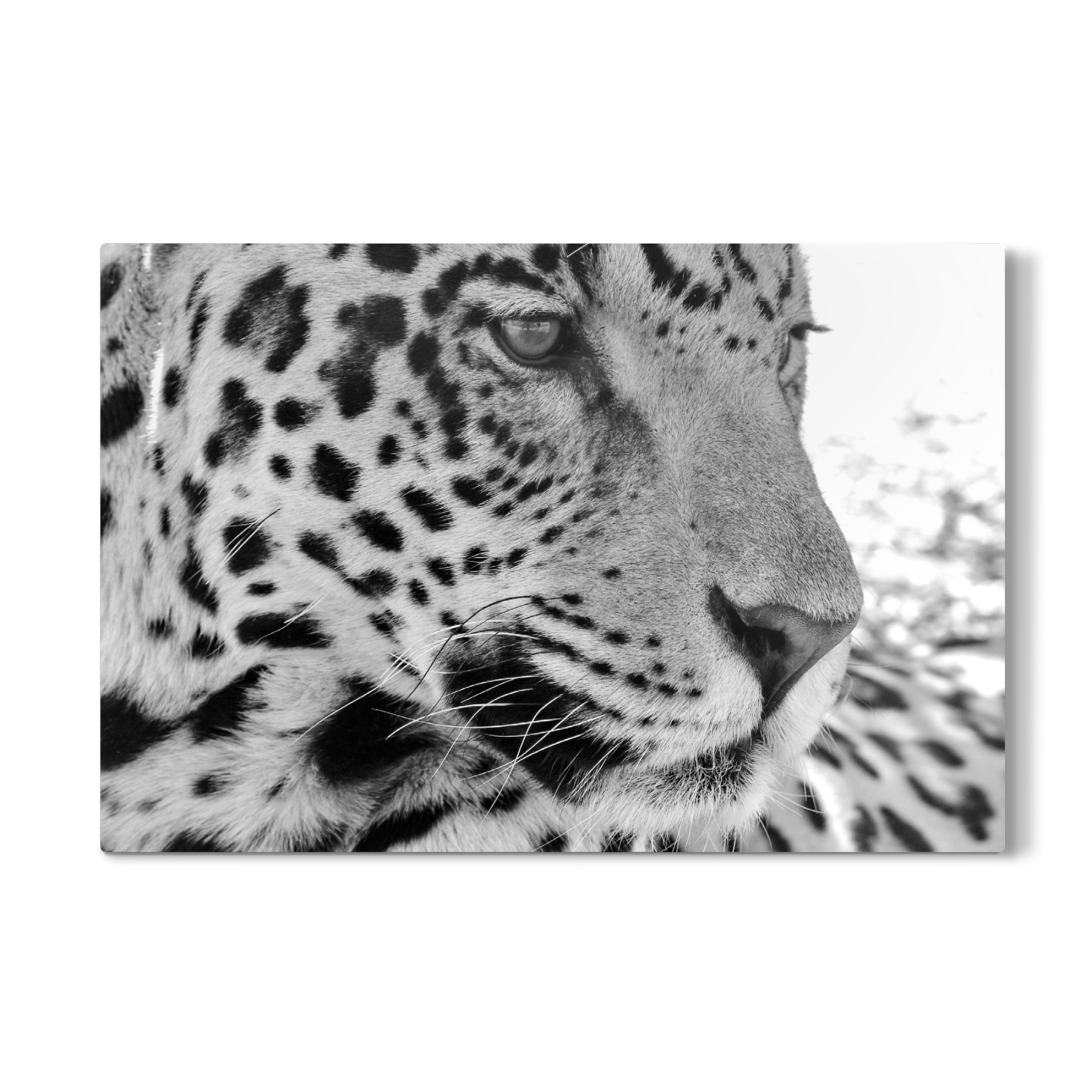 Galerie-Print "Jaguar Portrait" 75x50 cm artboxONE