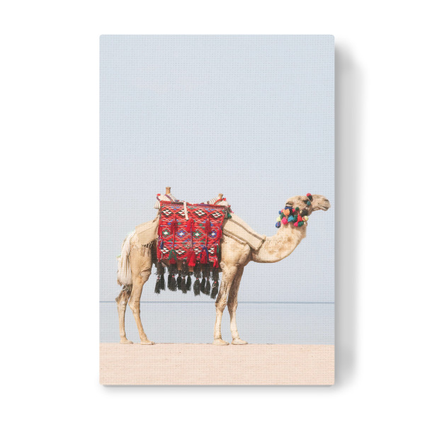 Leinwandbild "Camel at the Beach" artboxONE - Reise,Tiere,Reise / Strand und Meer - Camel,Kamel,Beach,Strand