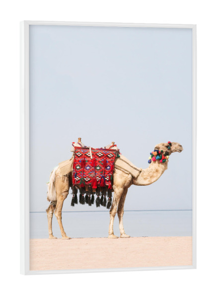 Poster mit weißem Rahmen "Camel at the Beach" artboxONE - Reise,Tiere,Reise / Strand und Meer - Camel,Kamel,Beach,Strand
