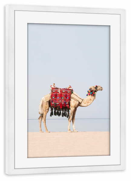 Poster mit Rahmen weiß "Camel at the Beach" artboxONE - Reise,Tiere,Reise / Strand und Meer - Camel,Kamel,Beach,Strand