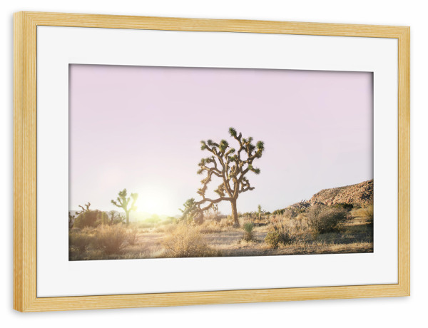 Poster mit Rahmen kiefer "Rosé Joshua Tree" artboxONE - Natur,Reise - Desert,Joshua,Tree,Baum,Wüste,Sunset,Sonnenuntergang