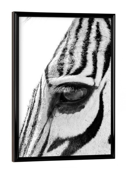 Poster mit schwarzem Rahmen "Zebra Augenblick" artboxONE - Tiere,Schwarzweiß - Zebra
