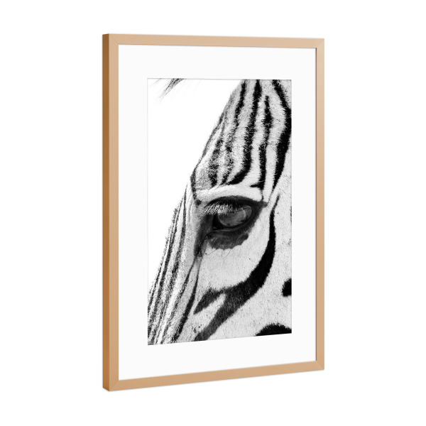 Poster mit Rahmen Kupfer "Zebra Augenblick" artboxONE - Tiere,Schwarzweiß - Zebra