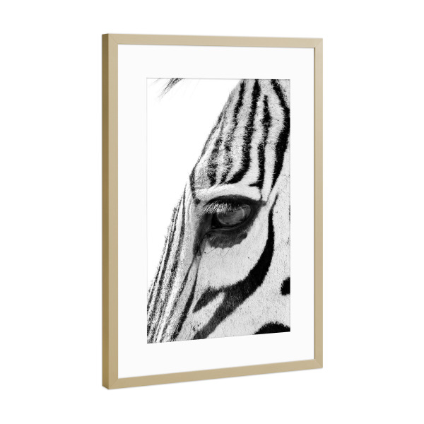 Poster mit Rahmen Gold "Zebra Augenblick" artboxONE - Tiere,Schwarzweiß - Zebra