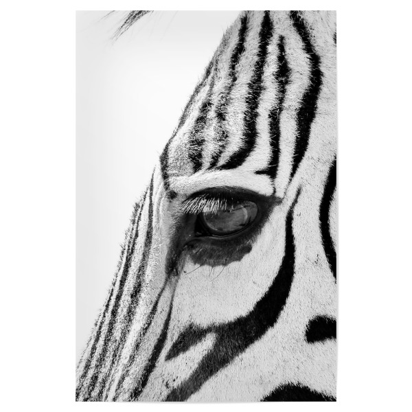 Poster 30x20 cm "Zebra Augenblick" artboxONE - Tiere,Schwarzweiß - Zebra