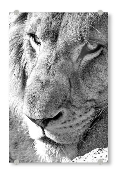 Acrylglasbild "Löwen Gedanken" artboxONE - Tiere,Schwarzweiß,Reise / Afrika - Löwe