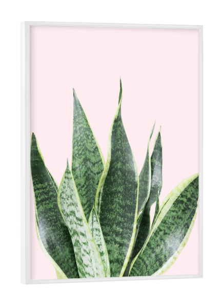 Poster mit weißem Rahmen "Bow Hemp" artboxONE - Floral - Bow hemp,Bogenhanf,Plant,Pflanze,Leaf,Leaves,Blatt,Blätter