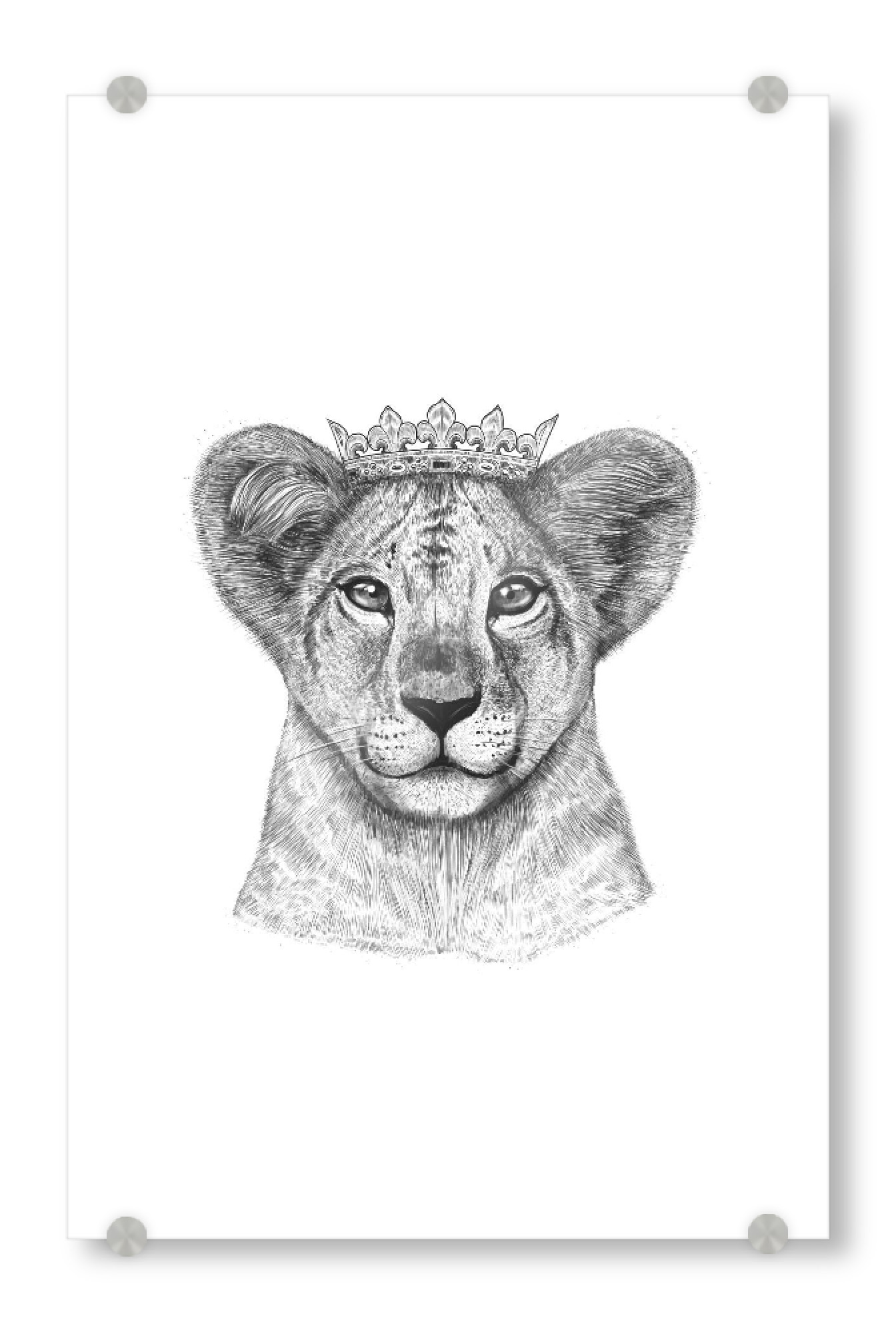 Acrylglasbild "The Lion Princess" artboxONE - Tiere,Schwarzweiß - Löwe,Löwin,Kind,Löwenbaby,Prinzessin,Schwarzweiß,Kinder,Baby