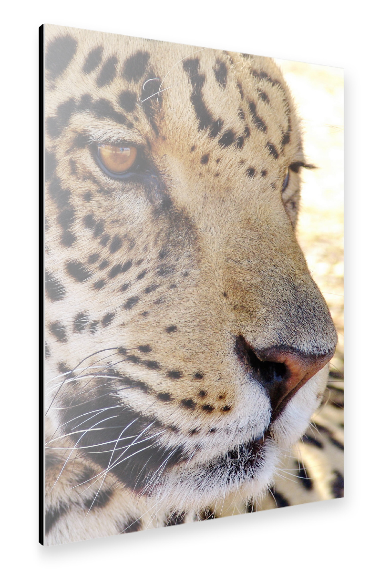 Alu-Dibond "Jaguar mal ganz nah" 30x20 cm artboxONE