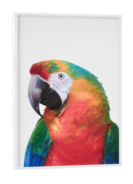 Poster mit weißem Rahmen "Colorful Parrot" artboxONE - Tiere - Papagei,Parrot
