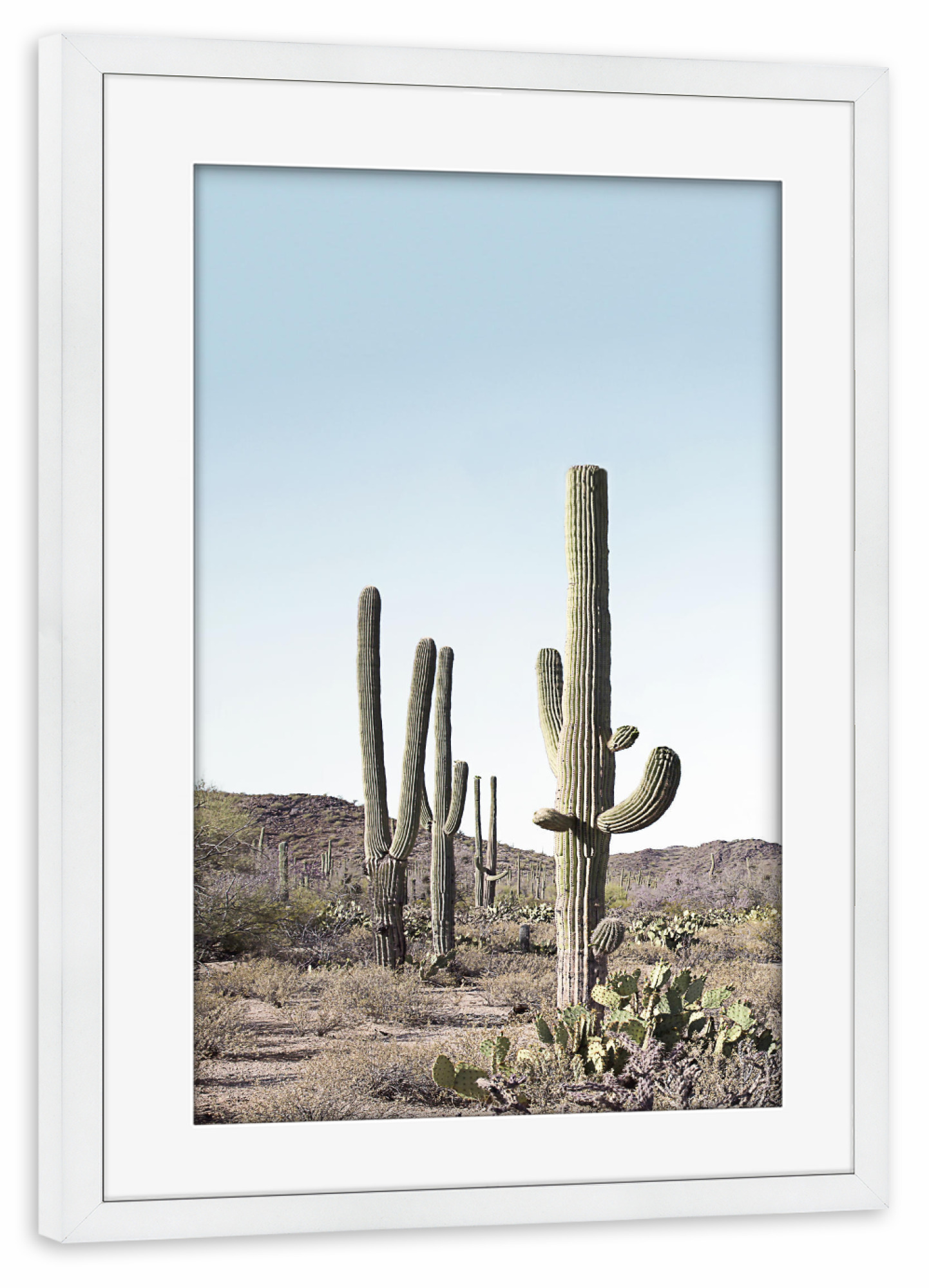 Poster mit Rahmen weiß "Cactus One" artboxONE - Natur,Reise - Cactus,Kaktus,Desert,Wüste