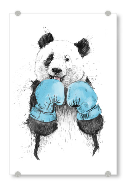 Acrylglasbild "The winner" artboxONE - Tiere,Sport - Panda,Boxing