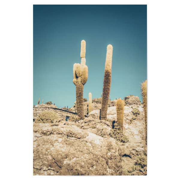 Poster 30x20 cm "Uyuni cactus" artboxONE - Natur,Reise,Floral - Cactus,Desert,South america