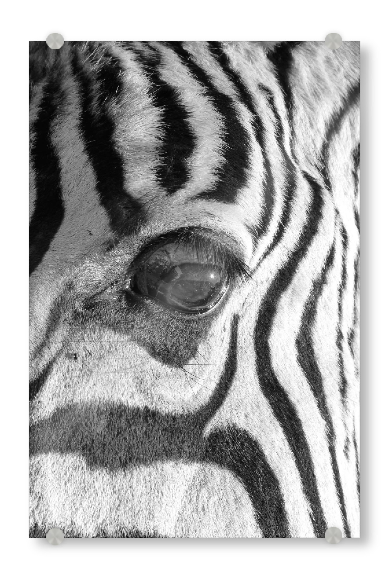 Acrylglasbild "Zebra ganz nah" artboxONE - Tiere,Schwarzweiß,Reise / Afrika - Zebra,Wild,Streifen