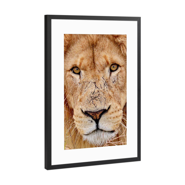 Poster mit Rahmen Schwarz (Metallic) "Löwen Gesicht" artboxONE - Tiere - Gesicht,Löwe,Katze