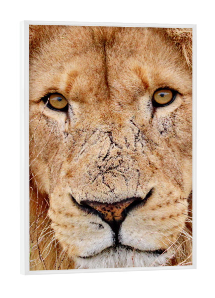 Poster mit weißem Rahmen "Löwen Gesicht" artboxONE - Tiere - Gesicht,Löwe,Katze