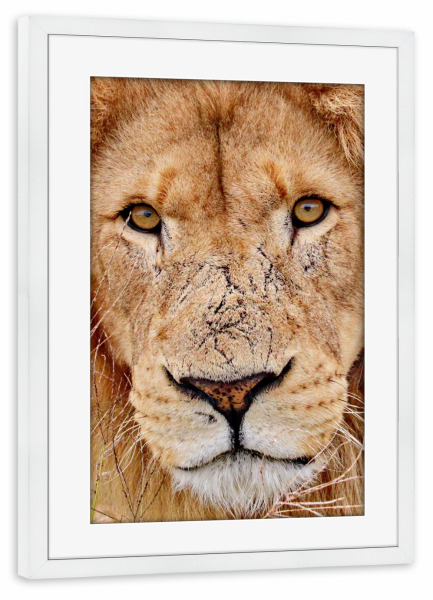 Poster mit Rahmen weiß "Löwen Gesicht" artboxONE - Tiere - Gesicht,Löwe,Katze