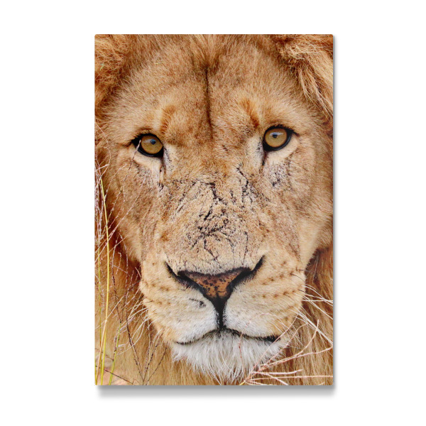 Galerie-Print "Löwen Gesicht" 30x20 cm artboxONE
