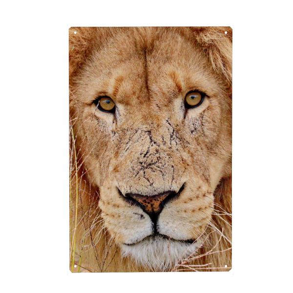 Metall Poster "Löwen Gesicht" artboxONE - Tiere - Gesicht,Löwe,Katze - Blechschild