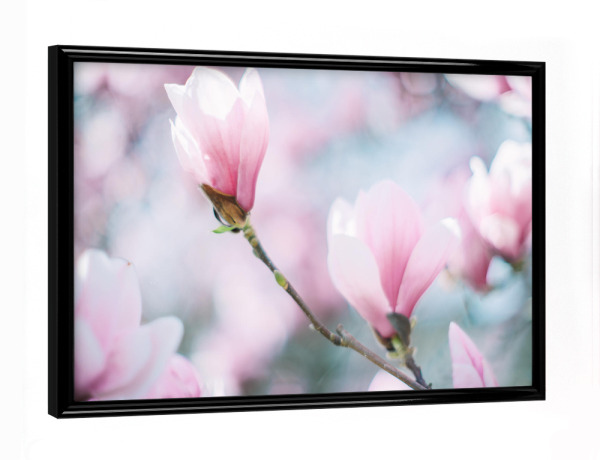 Poster mit schwarzem Rahmen "Magnolia bokeh" artboxONE - Floral - Magnolia,Blüte,Frühling