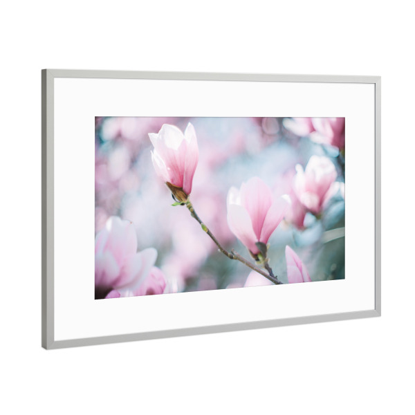 Poster mit Rahmen Silber "Magnolia bokeh" artboxONE - Floral - Magnolia,Blüte,Frühling