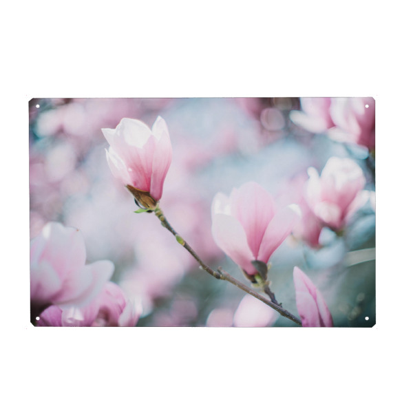 Metall Poster "Magnolia bokeh" artboxONE - Floral - Magnolia,Blüte,Frühling - Blechschild