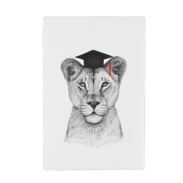 Metall Poster "Akademiker Löwin" artboxONE - Tiere,Schwarzweiß - Löwe,Löwin,Akademiker,Universität - Blechschild