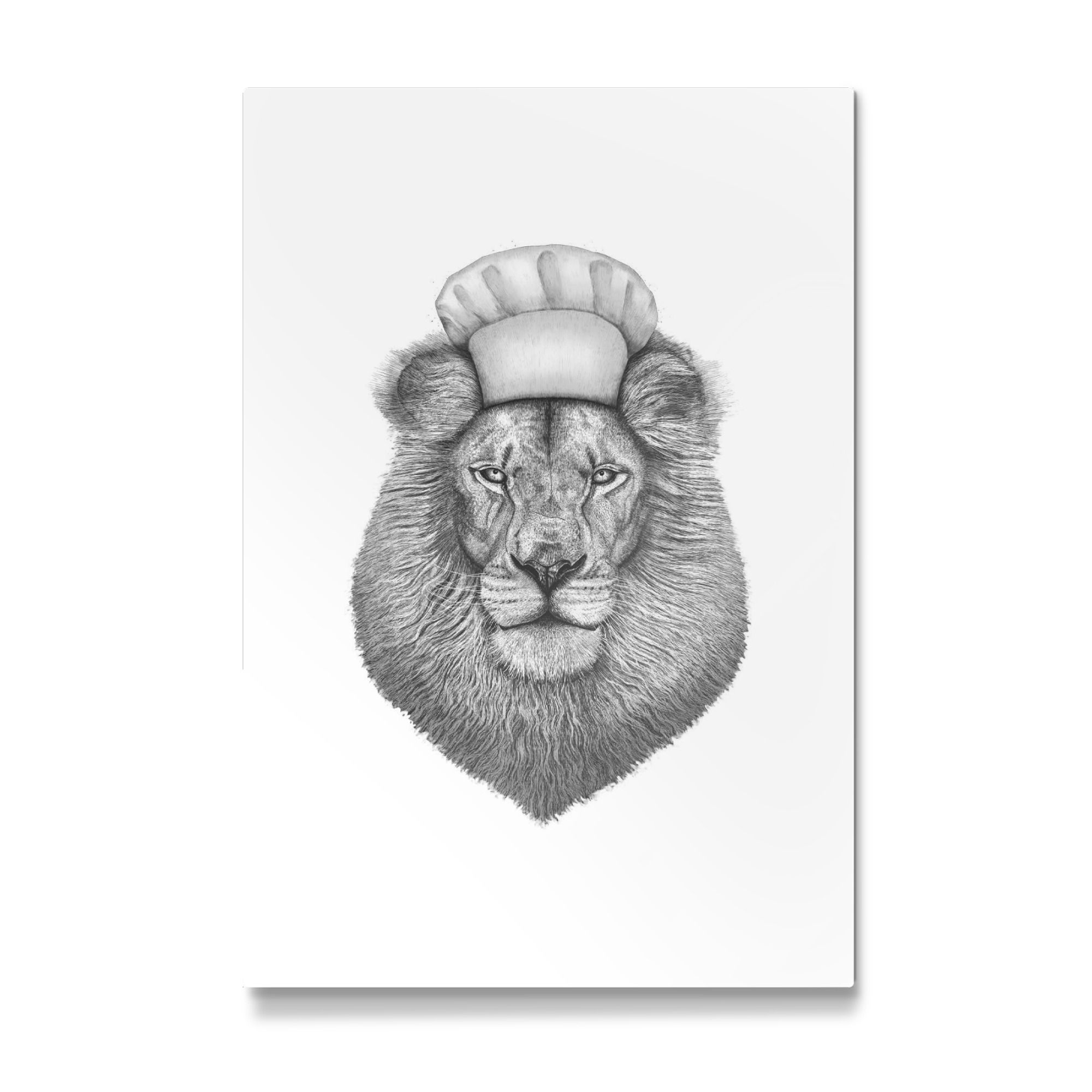 Galerie-Print "Löwe Koch" 30x20 cm artboxONE
