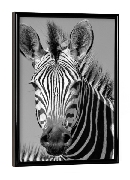Poster mit schwarzem Rahmen "Zebra Kopf Portrait" artboxONE - Tiere,Schwarzweiß - Zebrastreifen,Afrika,Zebra,Pattern