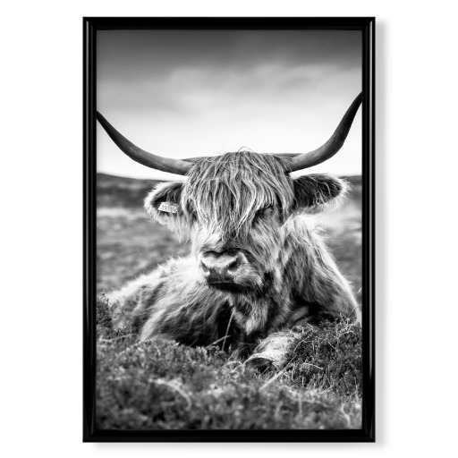 HIGHLAND COW B/W