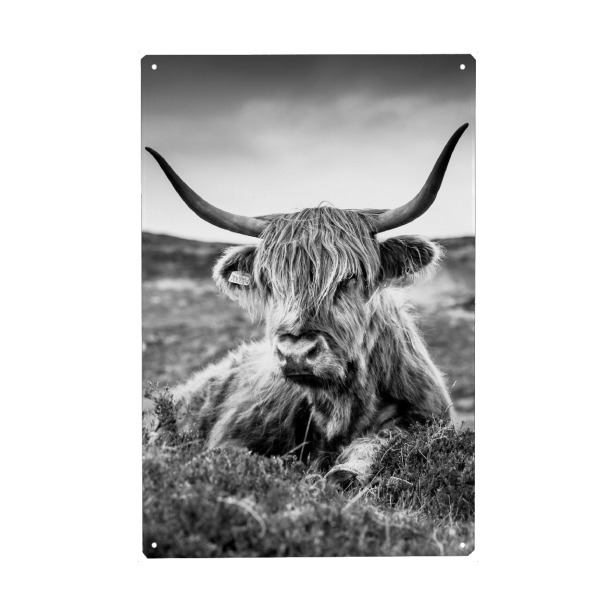 Holzbild "HIGHLAND COW B/W" artboxONE - Tiere,Schwarzweiß - Hochland kuh,Kuh,Tier,Tiere,Schwarz und weiß,Fotografie,Blackandwhite,Animal