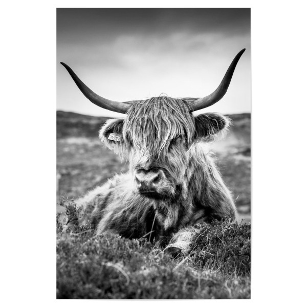 Poster 30x20 cm "HIGHLAND COW B/W" artboxONE - Tiere,Schwarzweiß - Hochland kuh,Kuh,Tier,Tiere,Schwarz und weiß,Fotografie,Blackandwhite,Animal