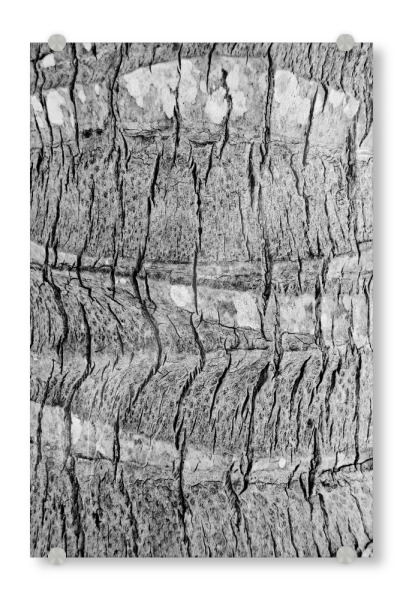 Acrylglasbild "Nature’s Skin" artboxONE - Abstrakt,Schwarzweiß - Baum,Rinde