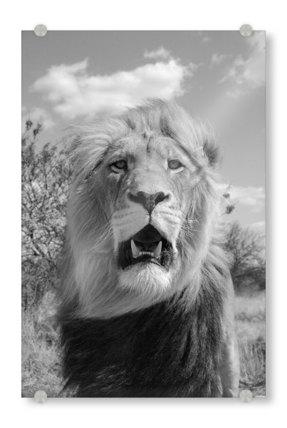 Acrylglasbild "König der Löwen" artboxONE - Tiere,Schwarzweiß,Reise / Afrika - Löwe,Raubkatze,Afrika